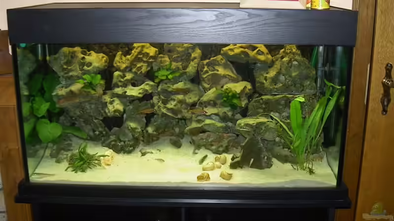 Hauptansicht Aquarium von Becken 755 von Reinhard Boll (1)