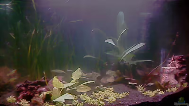 Hauptansicht Aquarium von Becken 7671 von Jessy L. (1)
