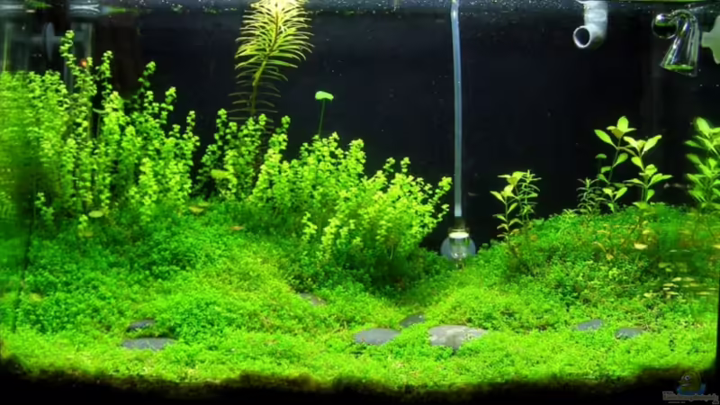 Hauptansicht Aquarium von Becken 7763 von redcherry (1)