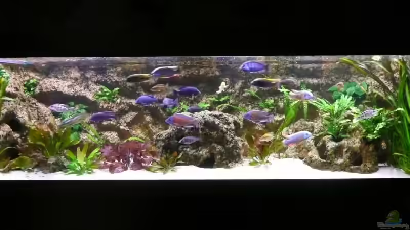Hauptansicht Aquarium von Becken 7910 von blume007 (1)