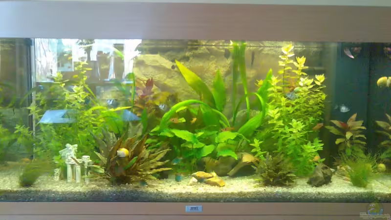 Hauptansicht Aquarium von Becken 7942 von Manuel Böddecker (1)