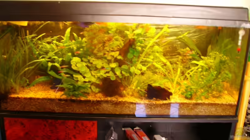 Hauptansicht Aquarium von Becken 7950 von leip1 (1)