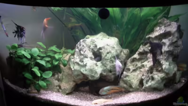 Hauptansicht Aquarium von Becken 8229 von Jochen Prölß (1)