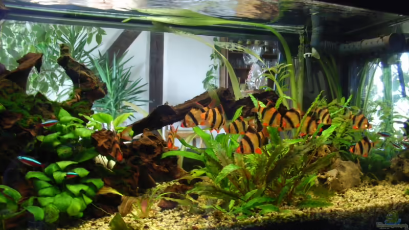 Hauptansicht Aquarium von Becken 8375 von Oliver Czaika (1)