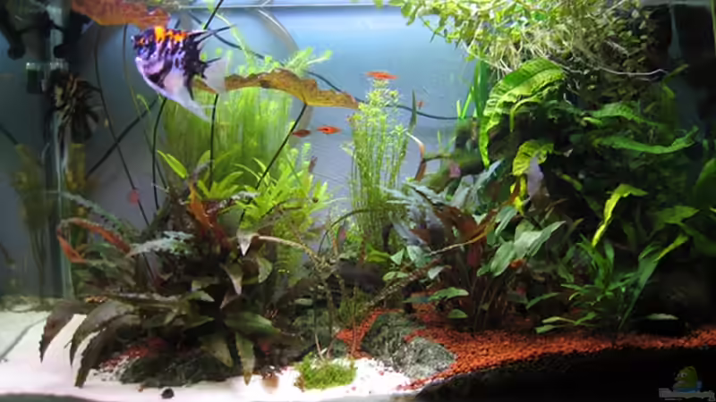 Hauptansicht Aquarium von Becken 8428 von Daniel Gauthier (1)