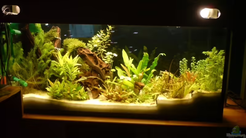 Hauptansicht Aquarium von Becken 8671 von freezer (1)