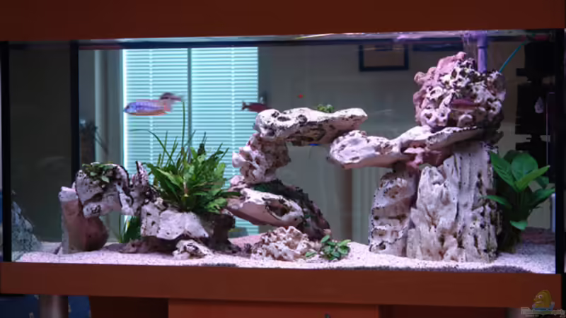 Hauptansicht Aquarium von Becken 885 von Jürgen Stradner (1)