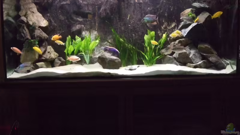 Hauptansicht Aquarium von Becken 8879 von Christian Z. (1)