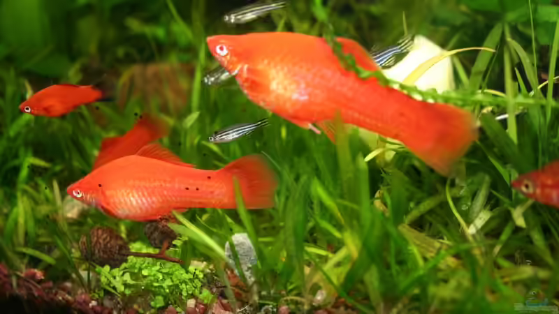 Hauptansicht Aquarium von Becken 8988 von Andreas Kampmann