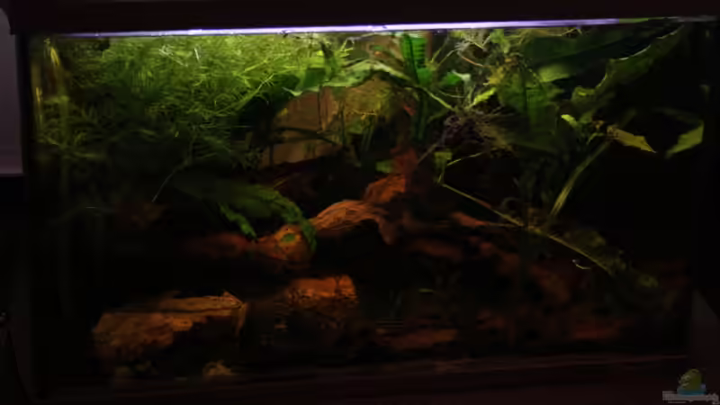 Hauptansicht Aquarium von Becken 9111 von Stanislav Kislyuk (1)