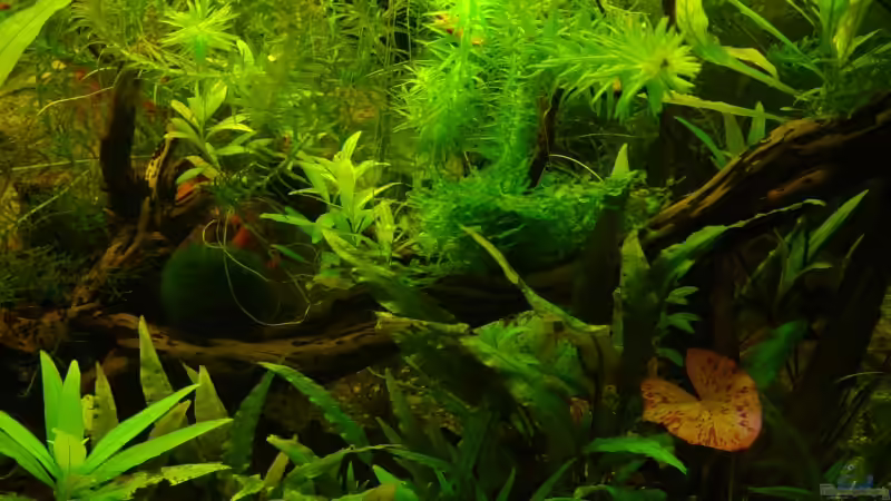 Hauptansicht Aquarium von Becken 9203 von Carsten Gutsche (1)