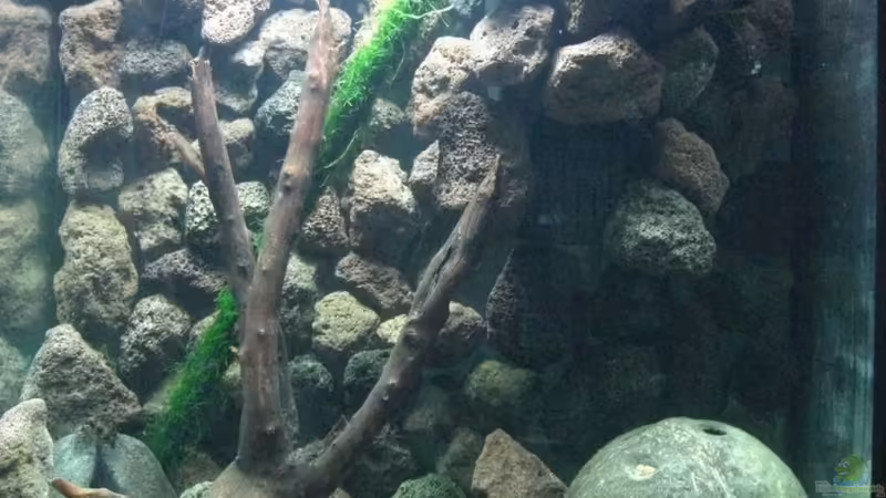 Hauptansicht Aquarium von Becken 9222 von Oliver Knönagel (1)