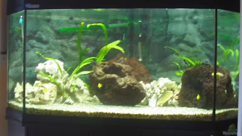 Hauptansicht Aquarium von Becken 923 von Sandra Woelki