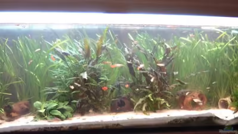 Hauptansicht Aquarium von Becken 9301 von RatinaZ (1)
