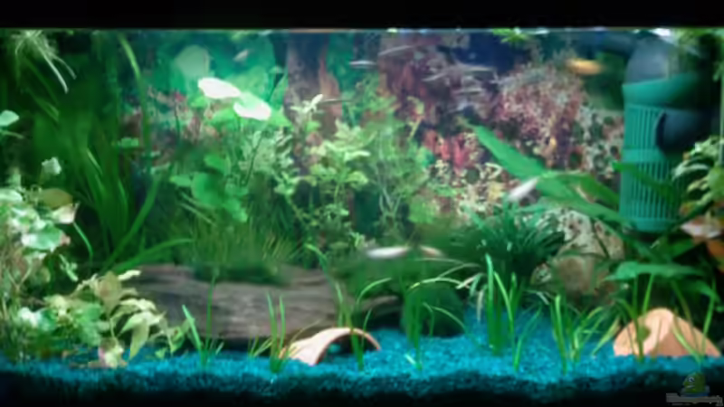 Hauptansicht Aquarium von Becken 9476 von @corydoras (1)