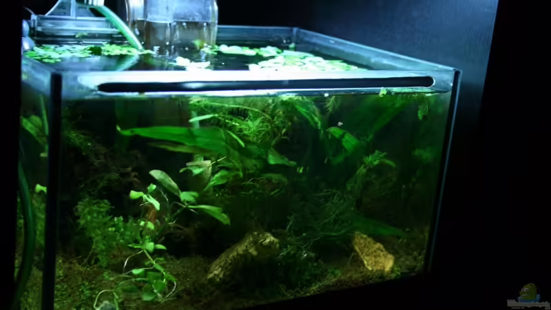 Hauptansicht Aquarium von Becken 9580 von Plattenjaeger (1)