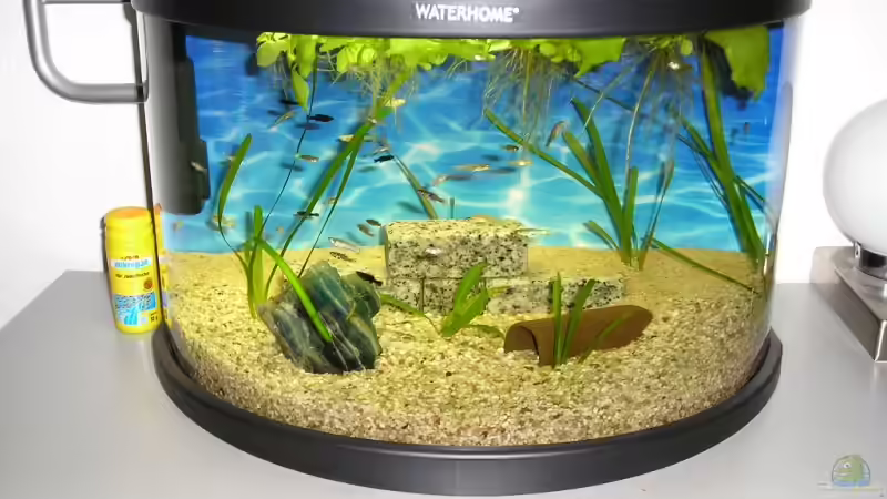 Hauptansicht Aquarium von Becken 9618 von Patrick Wanders (1)