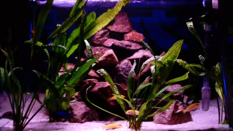 Hauptansicht Aquarium von Becken 9714 von Schielefix (1)