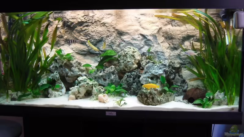 Hauptansicht Aquarium von Becken 9947 von Benjamin Heinemeyer (1)
