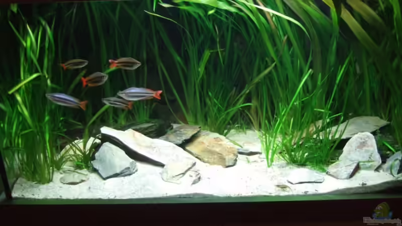 Hauptansicht Aquarium von Becken mit Melanotaenia splendida australis von Kuller (1)