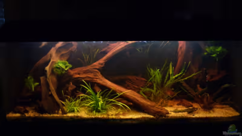 Hauptansicht Aquarium von Becken neu eingerichtet von Bavaria (1)