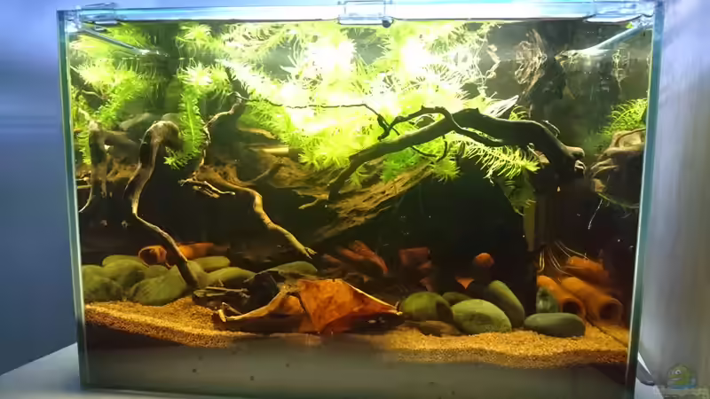 Hauptansicht Aquarium von Beni von Umpa (1)