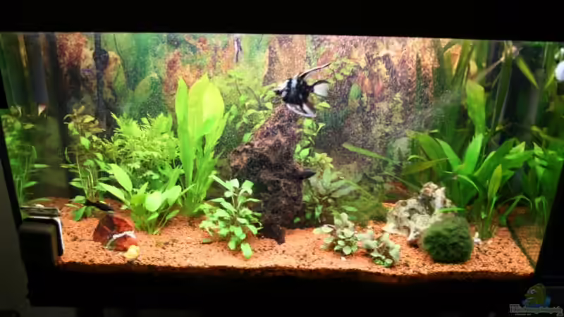 Hauptansicht Aquarium von Bernd`s Pfütze von boandlkramer77 (1)