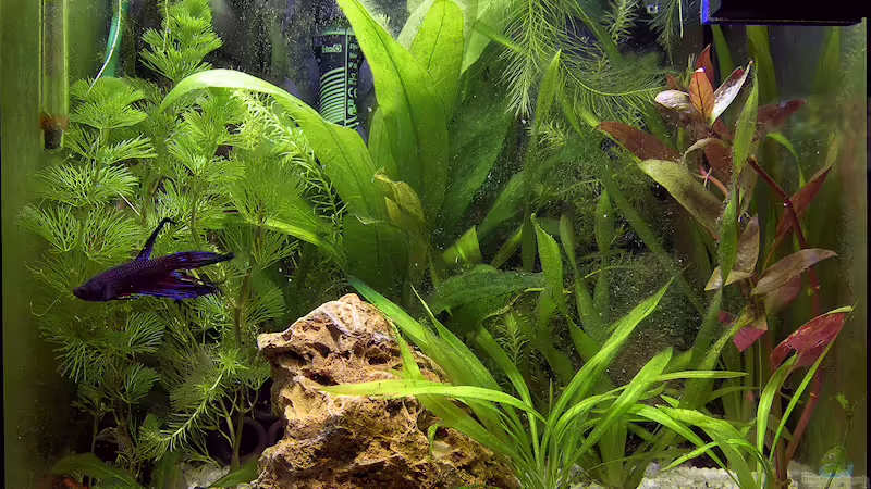 Hauptansicht Aquarium von Betta @ Home von Flea78 (1)