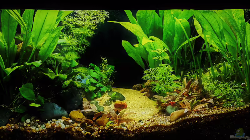Hauptansicht Aquarium von Betta jungle -aufgelöst- von okefenokee (1)