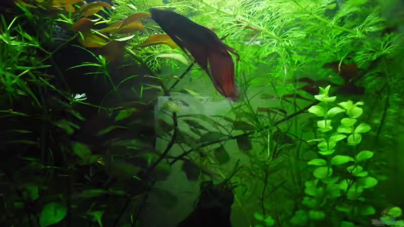 Hauptansicht Aquarium von Betta Männchen -rot- 30liter von schwarzwald (1)