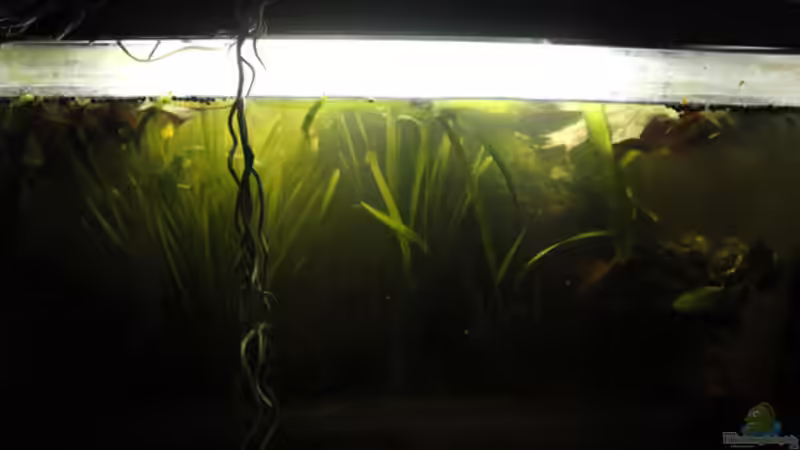 Hauptansicht Aquarium von Betta Rutilans - Artenbecken von Orentia (1)