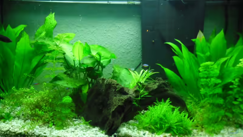 Hauptansicht Aquarium von Betta Weibchen in Gesellschaft von schwarzwald
