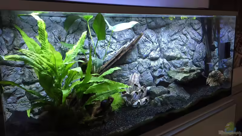 Hauptansicht Aquarium von Between The Worlds von Aqua-Jonas (1)