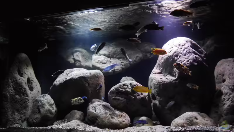 Hauptansicht Aquarium von Big Rock Mbuna von Jan Steger (1)