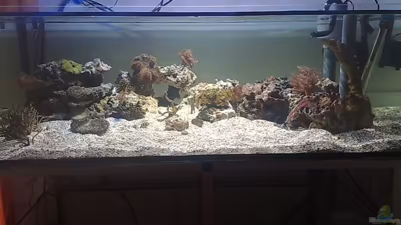 Hauptansicht Aquarium von BIKINI BOTTOM von Spongebob (1)