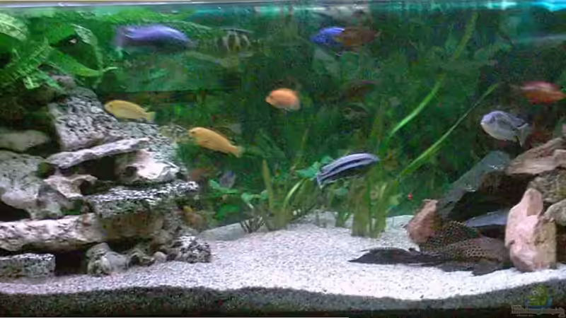 Hauptansicht Aquarium von Blaue Impressionen aus dem Tanganjikasee von HirMat (1)