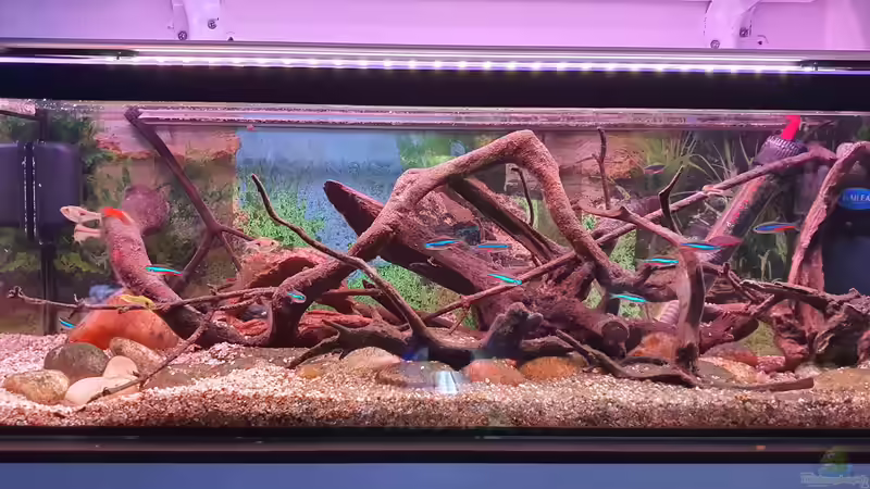 Hauptansicht Aquarium von blaue Neon Paradies von Malawi-Guard (1)