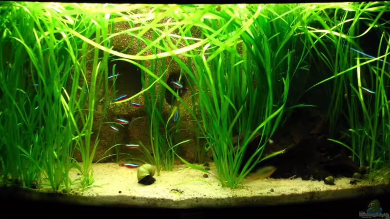 Hauptansicht Aquarium von Blixas Becken von Blixa (1)