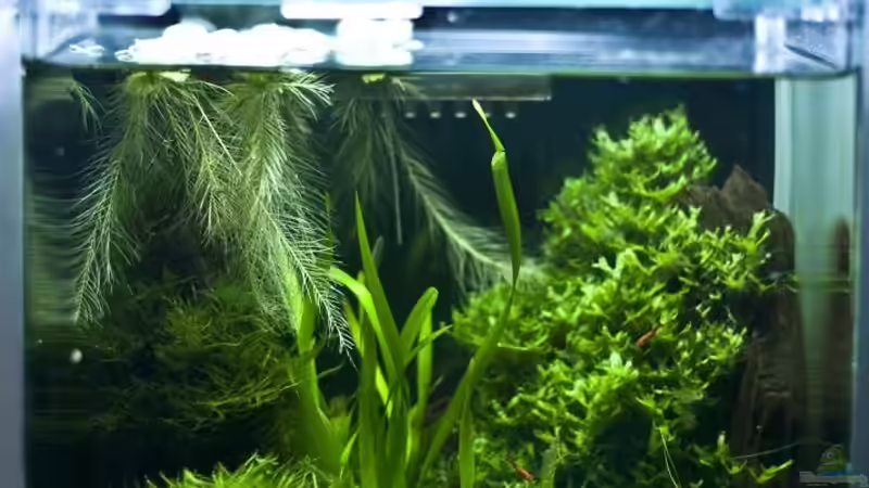 Hauptansicht Aquarium von blubblub von Christoph (1)