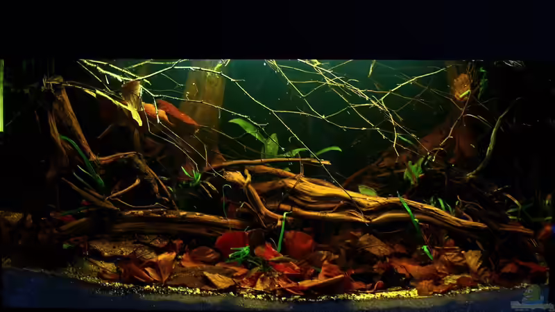 Hauptansicht Aquarium von Borneo von Koehler (1)
