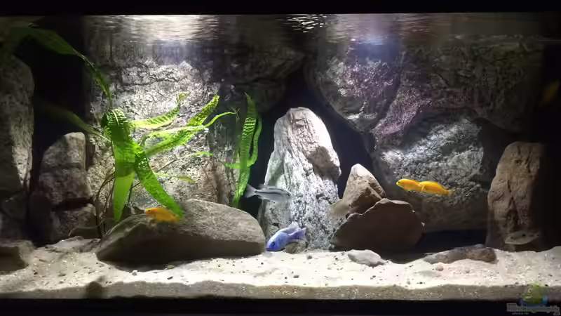 Hauptansicht Aquarium von Branjo Bay Lake Nyassa von Branjo (1)