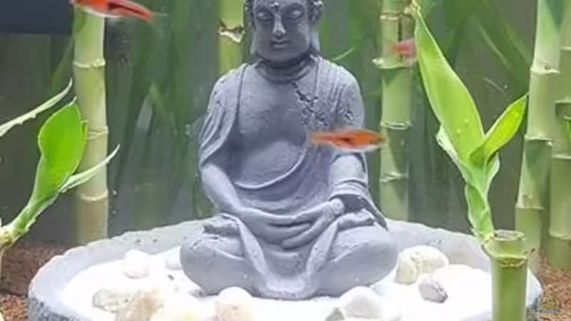Hauptansicht Aquarium von Buddha bei die Fische von Bawitdaba (1)