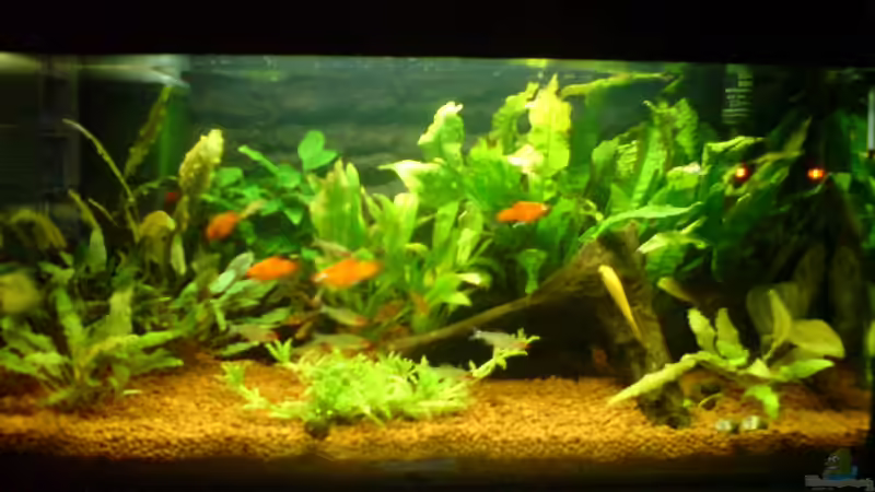 Hauptansicht Aquarium von Bürobecken von Bbert (1)