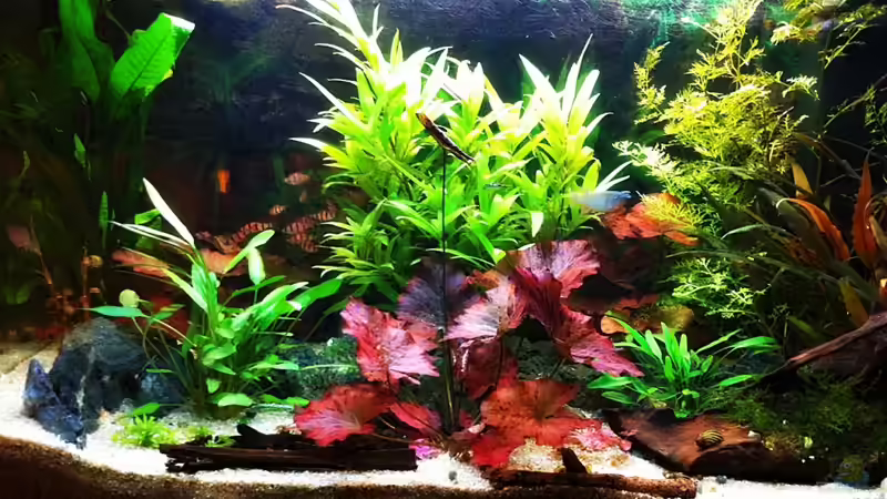 Hauptansicht Aquarium von Bürotümpel von Sebastian Philipp (1)