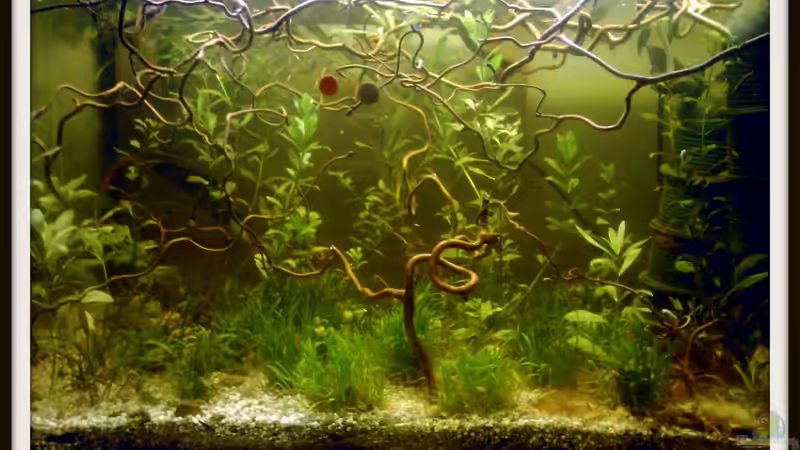 Hauptansicht Aquarium von Buschfisch-Becken von mariajudyta (1)