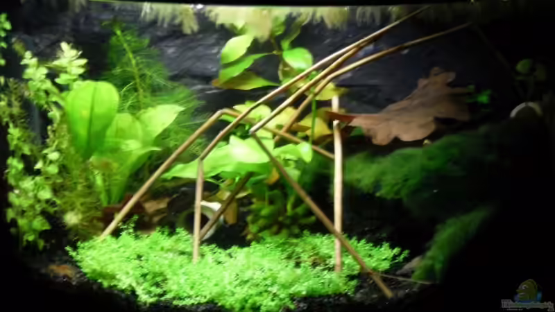 Hauptansicht Aquarium von Cambarellus puer von Mertin (1)