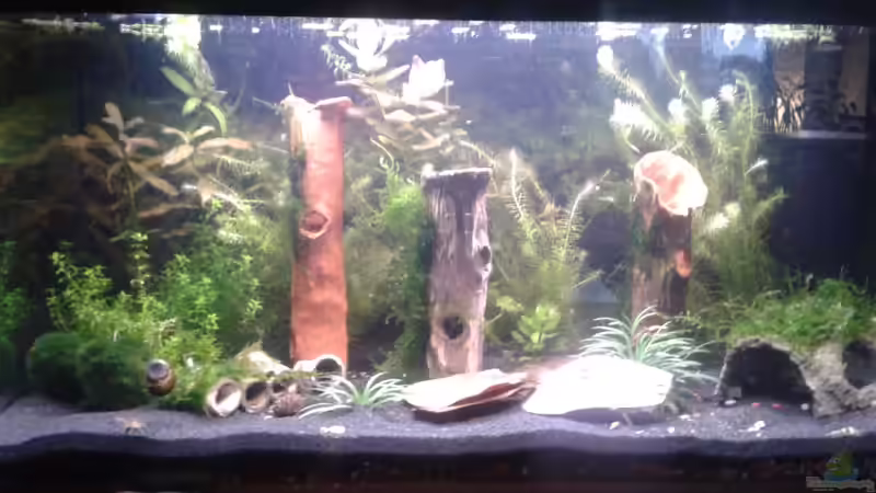 Hauptansicht Aquarium von Cambarellus und Garnibecken von Bully-1999 (1)