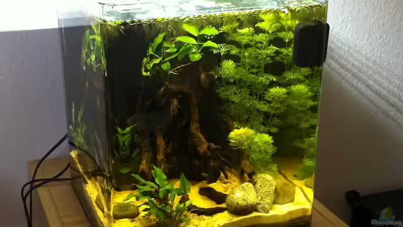Hauptansicht Aquarium von Cambarellus von Bavaria (1)