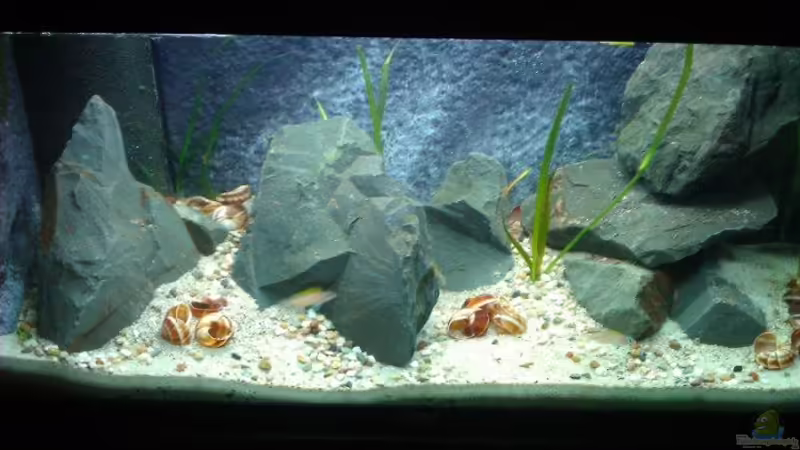 Hauptansicht Aquarium von Cape Kabayeye - Nur noch als Beispiel von Julien Preuß (1)