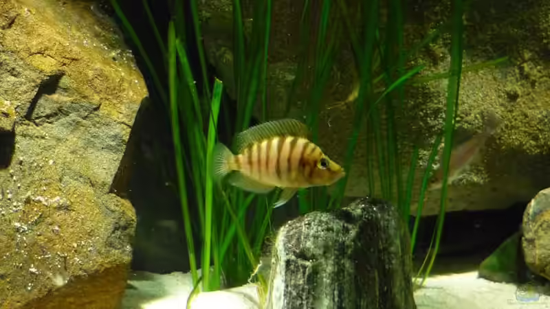 Hauptansicht Aquarium von Channel II von Chris_R. (1)